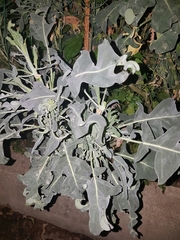 Brassica oleracea albiflora