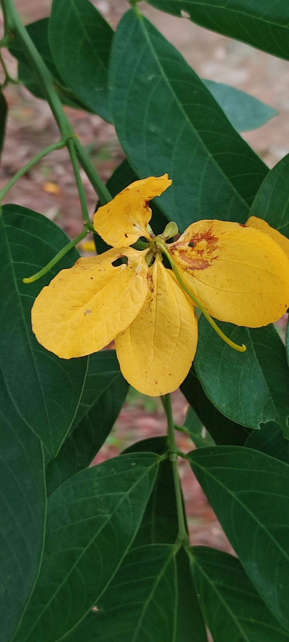 Imagem de Pau-Fava