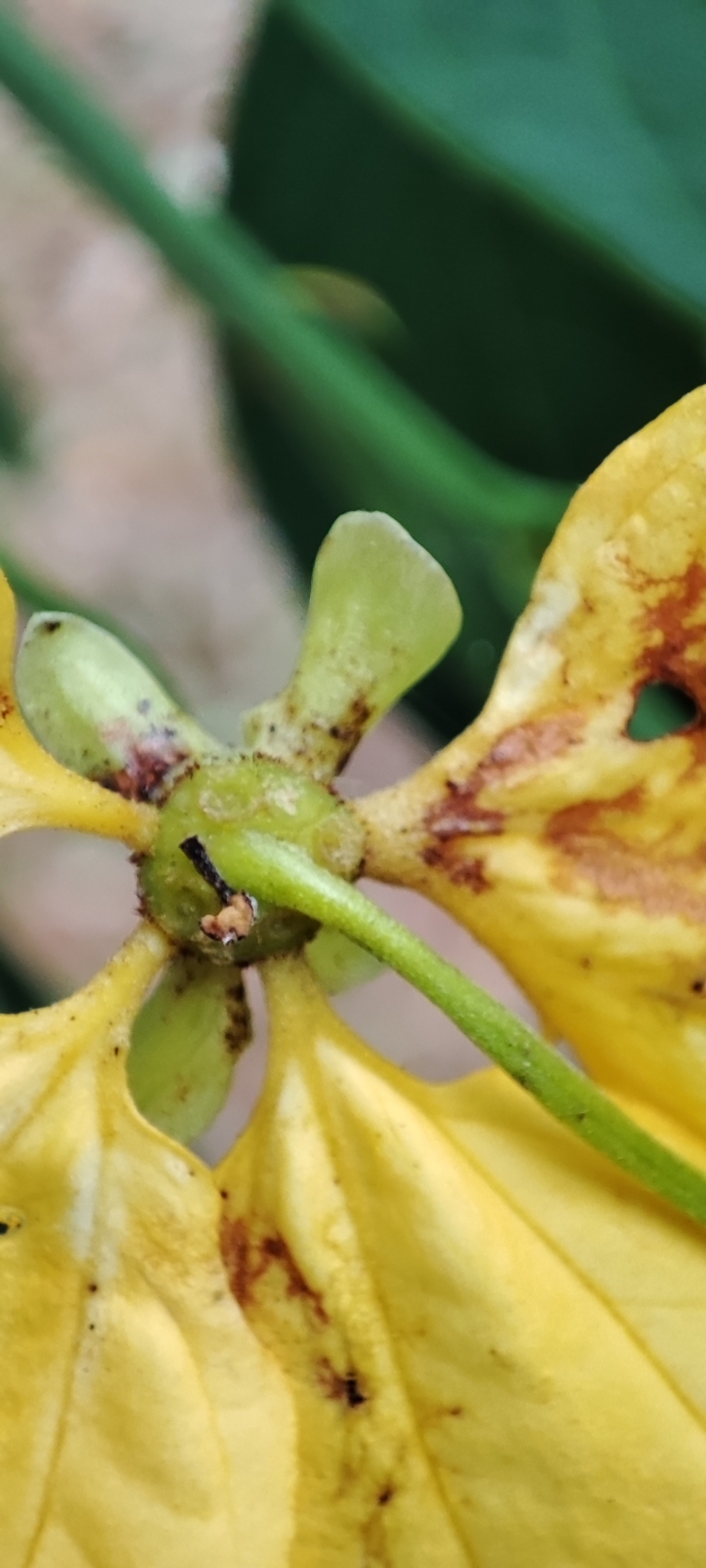 Imagem de Pau-Fava