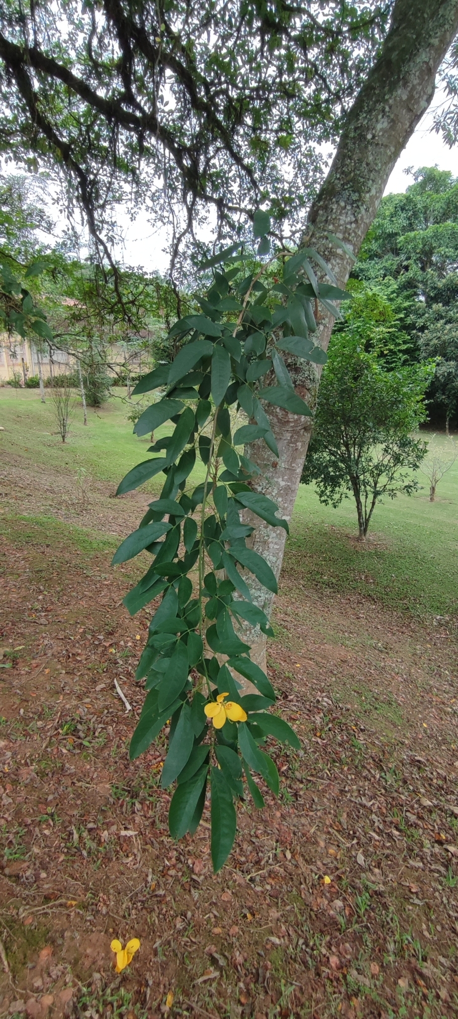 Imagem de Pau-Fava