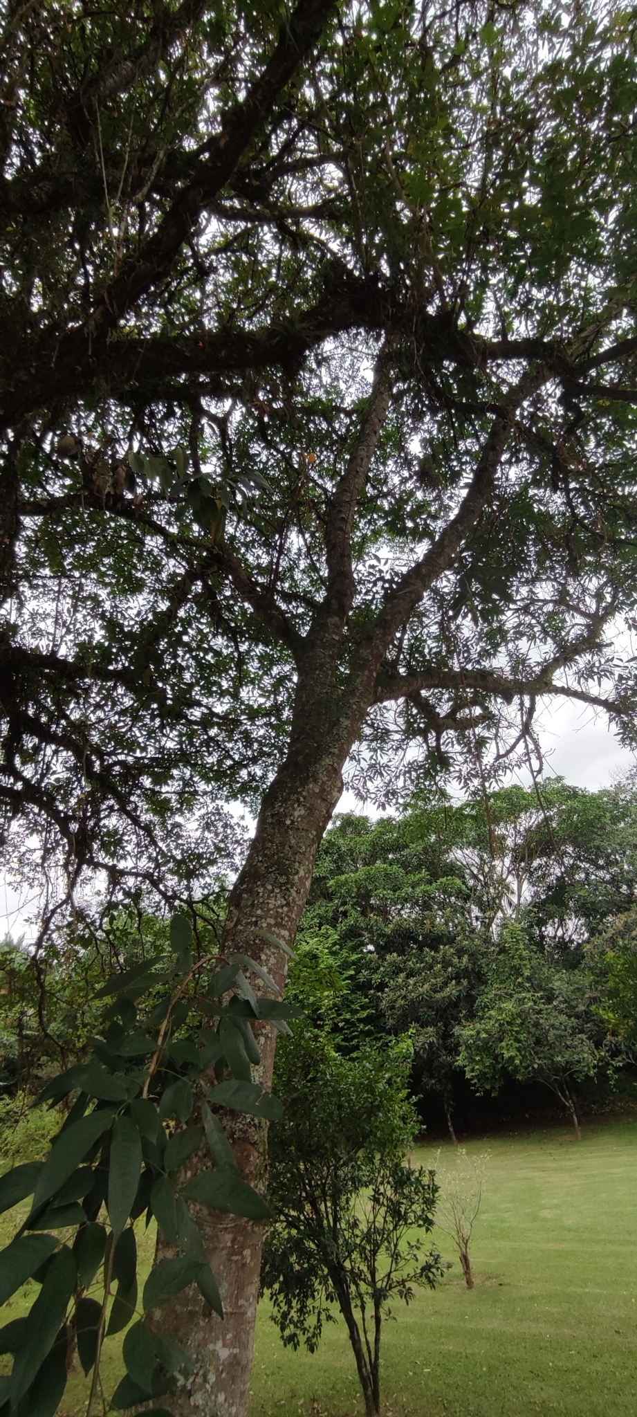 Imagem de Pau-Fava