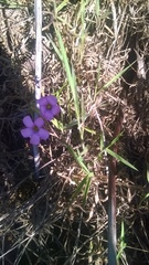 Oxalis bifida