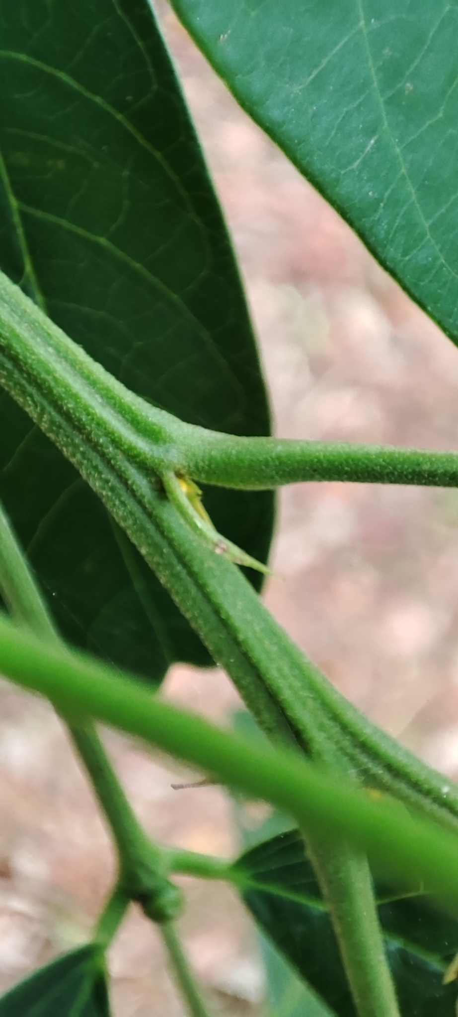 Imagem de Pau-Fava