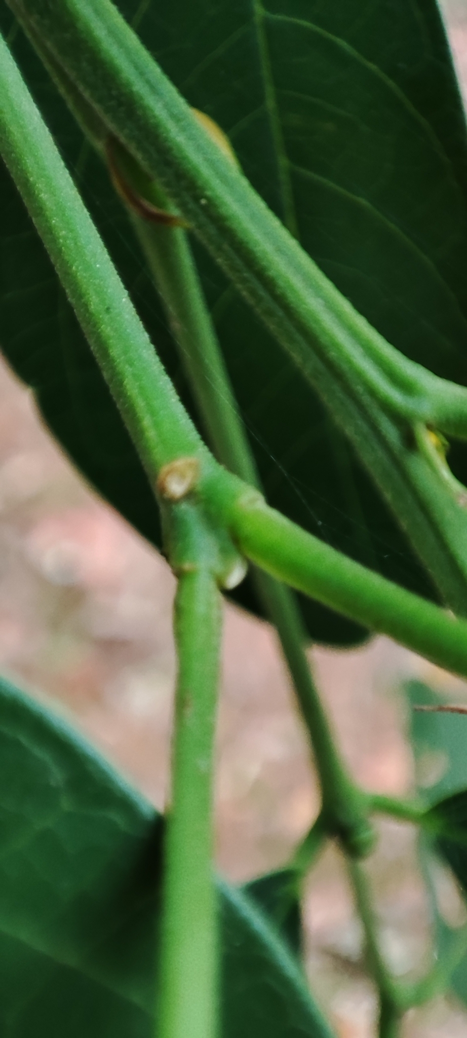 Imagem de Pau-Fava