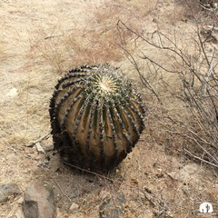 Ferocactus emoryi emoryi