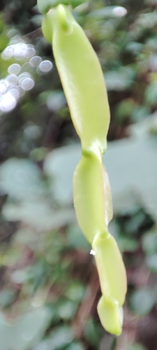 Image of Rhipsalis paradoxa by (c) Maike Letícia Link Bianchini, some rights reserved (CC BY)