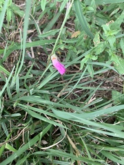 Sabatia campestris