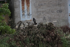 Corvus cornix