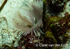 Branchiomma natalense