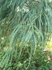 Cryptomeria japonica