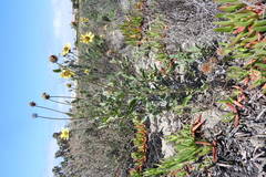 Helianthus niveus