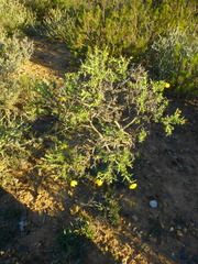Osteospermum spinosum