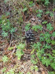 Pinus