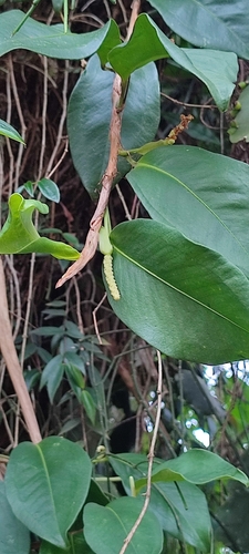 Image of Anthurium scandens by (c) Maike Letícia Link Bianchini, some rights reserved (CC BY)