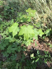 Liquidambar styraciflua