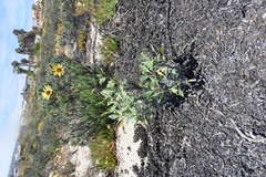 Helianthus niveus