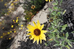 Helianthus niveus