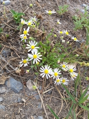 Dichaetophora campestris