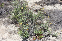 Helianthus niveus