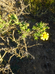 Osteospermum spinosum