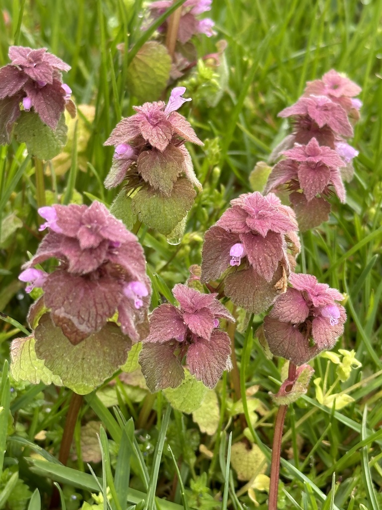 Lamium purpureum