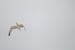 Larus michahellis