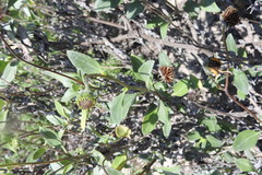 Helianthus niveus