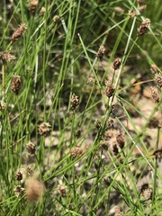 Eleocharis acutisquamata