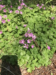 Oxalis debilis