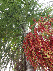 Ptychosperma elegans