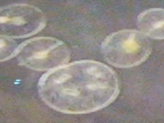 Noctiluca scintillans