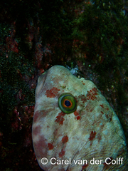 Chorisochismus dentex