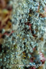 Chorisochismus dentex