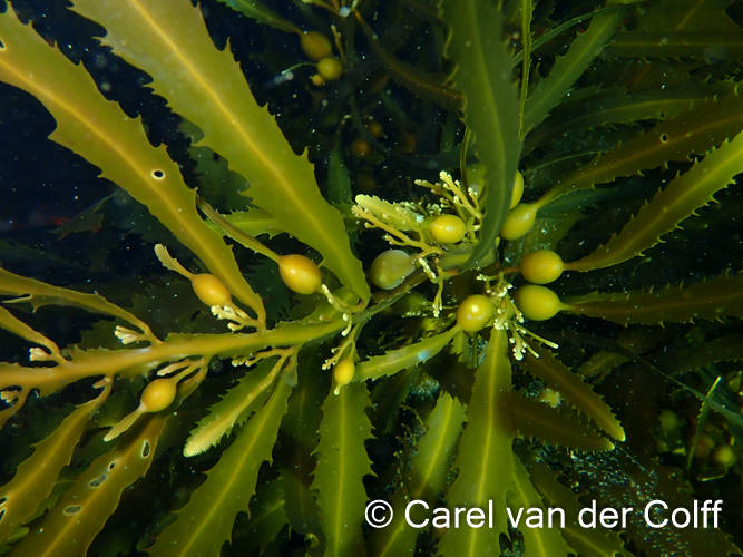 Longleaf Sargassum