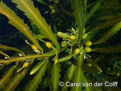 Anthophycus longifolius