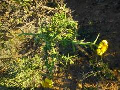 Osteospermum spinosum
