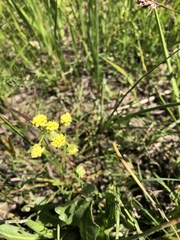 Lomatium bradshawii
