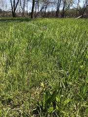 Lomatium bradshawii