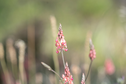 Onobrychis gracilis (Onobrychis gracilis)