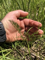 Lomatium bradshawii