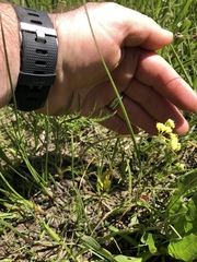 Lomatium bradshawii