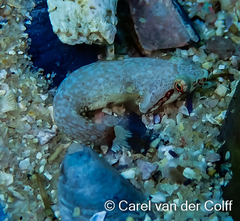 Apletodon pellegrini