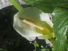 Arum idaeum