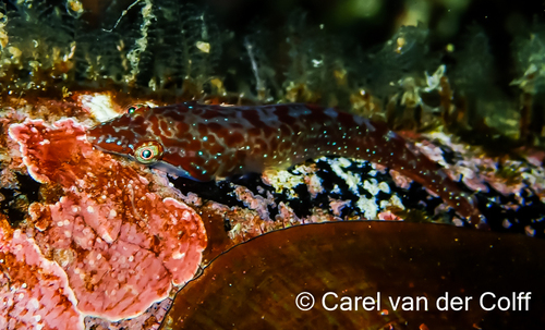 Kelp holdfast klipfish (Eckloniaichthys scylliorhiniceps) — Gobiesocidae