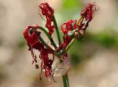 Nerine sarniensis