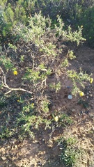 Osteospermum spinosum