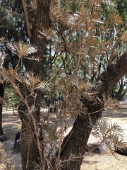 Bocconia arborea