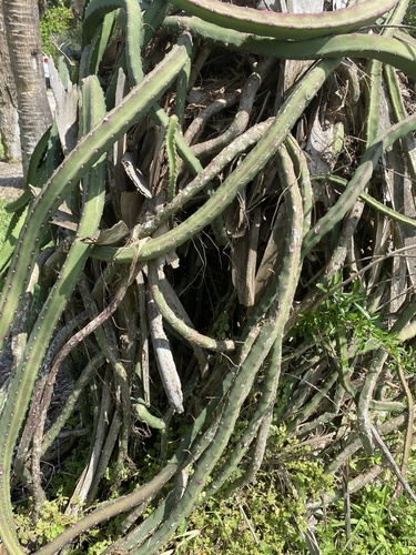 Selenicereus pteranthus