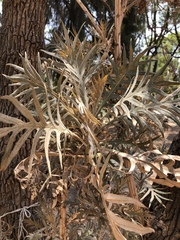 Bocconia arborea