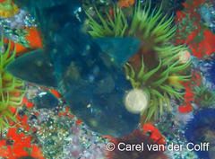 Haploblepharus pictus